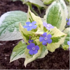 Бруннера великолиста Варієгата | Brunnera macrophylla Variegata | Бруннера крупнолистная Вариегата