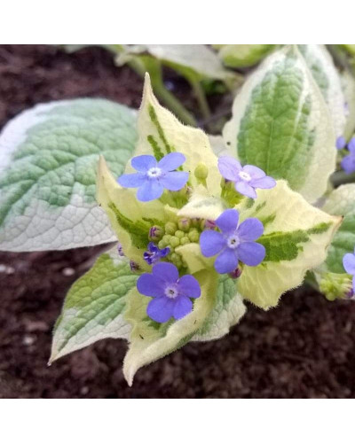 Бруннера великолиста Варієгата | Brunnera macrophylla Variegata | Бруннера крупнолистная Вариегата