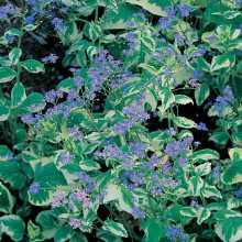 Бруннера великолиста Варієгата | Brunnera macrophylla Variegata | Бруннера крупнолистная Вариегата