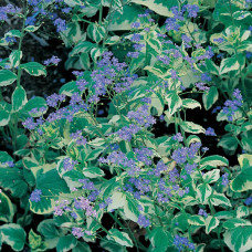 Бруннера великолиста Варієгата | Brunnera macrophylla Variegata | Бруннера крупнолистная Вариегата