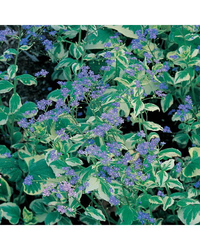 Бруннера великолиста Варієгата | Brunnera macrophylla Variegata | Бруннера крупнолистная Вариегата