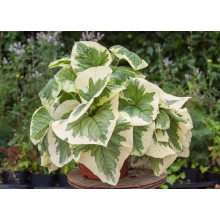 Бруннера великолиста Варієгата | Brunnera macrophylla Variegata | Бруннера крупнолистная Вариегата