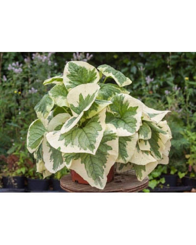 Бруннера великолиста Варієгата | Brunnera macrophylla Variegata | Бруннера крупнолистная Вариегата