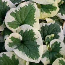 Бруннера великолиста Варієгата | Brunnera macrophylla Variegata | Бруннера крупнолистная Вариегата