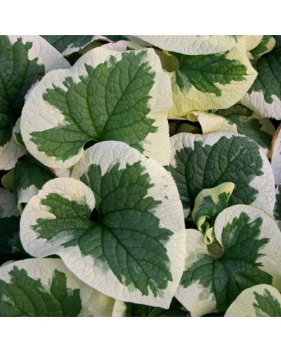 Бруннера великолиста Варієгата | Brunnera macrophylla Variegata | Бруннера крупнолистная Вариегата