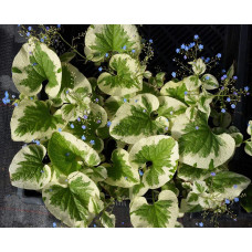 Бруннера великолиста Варієгата | Brunnera macrophylla Variegata | Бруннера крупнолистная Вариегата