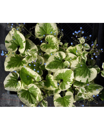 Бруннера великолиста Варієгата | Brunnera macrophylla Variegata | Бруннера крупнолистная Вариегата