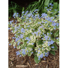Бруннера великолиста Варієгата | Brunnera macrophylla Variegata | Бруннера крупнолистная Вариегата