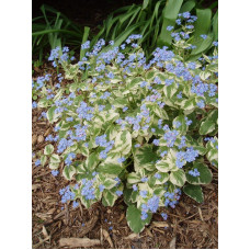 Бруннера великолиста Варієгата | Brunnera macrophylla Variegata | Бруннера крупнолистная Вариегата