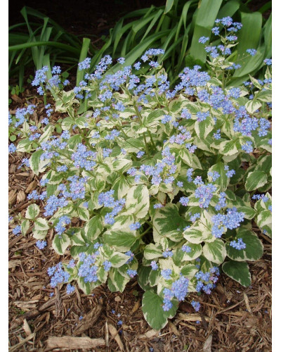 Бруннера великолиста Варієгата | Brunnera macrophylla Variegata | Бруннера крупнолистная Вариегата