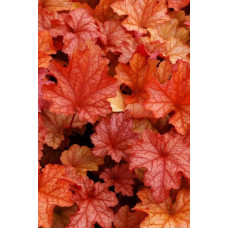 Гейхера гібридна Паприка | Heuchera hybrida Paprika | Гейхера гибридная Паприка