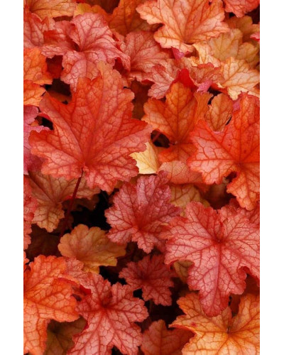 Гейхера гібридна Паприка | Heuchera hybrida Paprika | Гейхера гибридная Паприка