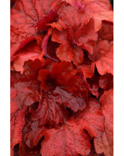 Гейхера гібридна Паприка | Heuchera hybrida Paprika | Гейхера гибридная Паприка
