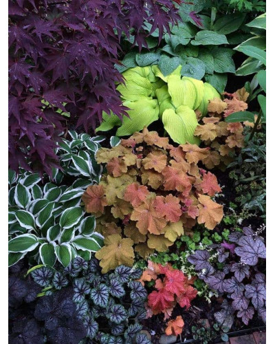Гейхера гібридна Паприка | Heuchera hybrida Paprika | Гейхера гибридная Паприка