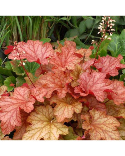 Гейхера гібридна Паприка | Heuchera hybrida Paprika | Гейхера гибридная Паприка