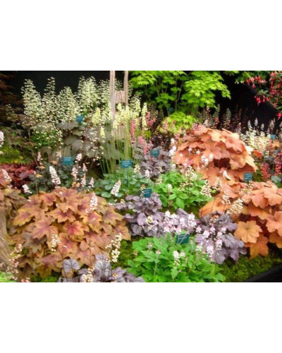 Гейхера гібридна Паприка | Heuchera hybrida Paprika | Гейхера гибридная Паприка