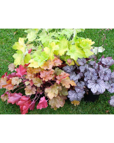Гейхера гібридна Паприка | Heuchera hybrida Paprika | Гейхера гибридная Паприка