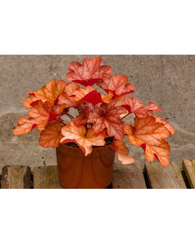 Гейхера гібридна Паприка | Heuchera hybrida Paprika | Гейхера гибридная Паприка