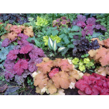 Гейхера гібридна Паприка | Heuchera hybrida Paprika | Гейхера гибридная Паприка