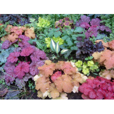 Гейхера гібридна Паприка | Heuchera hybrida Paprika | Гейхера гибридная Паприка