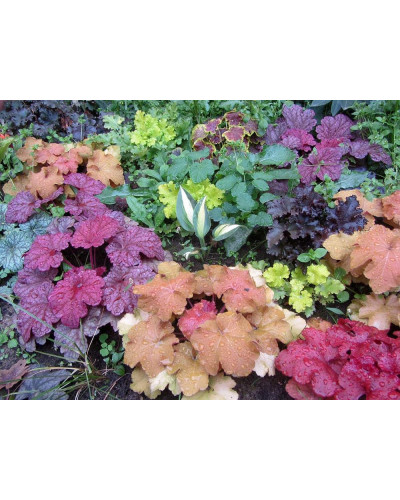 Гейхера гібридна Паприка | Heuchera hybrida Paprika | Гейхера гибридная Паприка