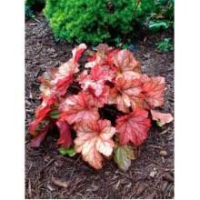 Гейхера гібридна Паприка | Heuchera hybrida Paprika | Гейхера гибридная Паприка