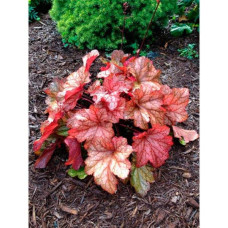 Гейхера гібридна Паприка | Heuchera hybrida Paprika | Гейхера гибридная Паприка