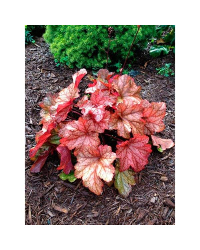 Гейхера гібридна Паприка | Heuchera hybrida Paprika | Гейхера гибридная Паприка