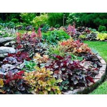 Гейхера гібридна Паприка | Heuchera hybrida Paprika | Гейхера гибридная Паприка