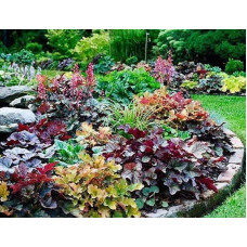 Гейхера гібридна Паприка | Heuchera hybrida Paprika | Гейхера гибридная Паприка