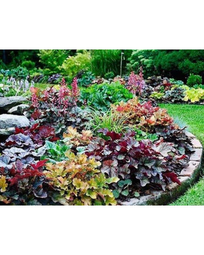 Гейхера гібридна Паприка | Heuchera hybrida Paprika | Гейхера гибридная Паприка