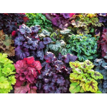Гейхера гібридна Паприка | Heuchera hybrida Paprika | Гейхера гибридная Паприка