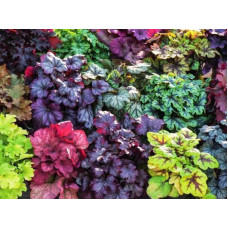 Гейхера гібридна Паприка | Heuchera hybrida Paprika | Гейхера гибридная Паприка