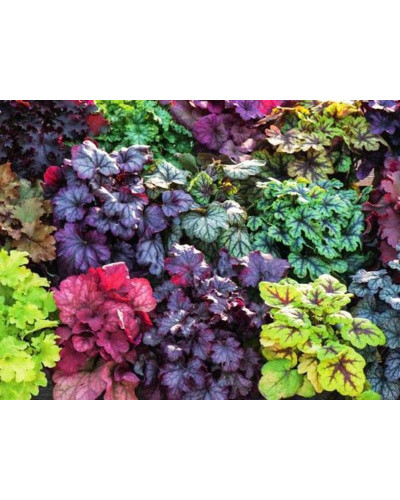 Гейхера гібридна Паприка | Heuchera hybrida Paprika | Гейхера гибридная Паприка