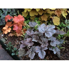Гейхера гібридна Паприка | Heuchera hybrida Paprika | Гейхера гибридная Паприка