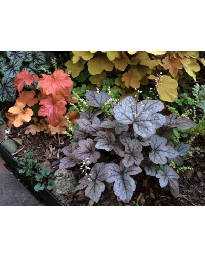 Гейхера гібридна Паприка | Heuchera hybrida Paprika | Гейхера гибридная Паприка