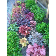 Гейхера гібридна Паприка | Heuchera hybrida Paprika | Гейхера гибридная Паприка