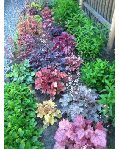 Гейхера гібридна Паприка | Heuchera hybrida Paprika | Гейхера гибридная Паприка