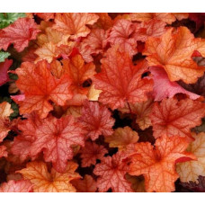 Гейхера гібридна Паприка | Heuchera hybrida Paprika | Гейхера гибридная Паприка