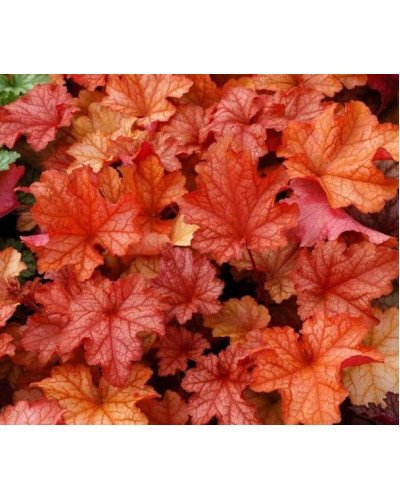 Гейхера гібридна Паприка | Heuchera hybrida Paprika | Гейхера гибридная Паприка