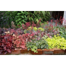 Гейхера гібридна Паприка | Heuchera hybrida Paprika | Гейхера гибридная Паприка