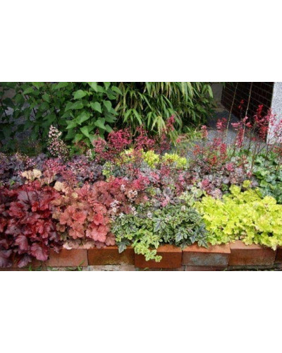 Гейхера гібридна Паприка | Heuchera hybrida Paprika | Гейхера гибридная Паприка