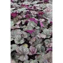 Гейхера гібридна Регіна | Heuchera hybrida Regina | Гейхера гибридная Регина