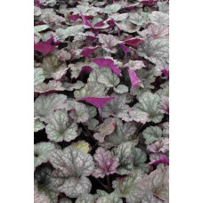 Гейхера гібридна Регіна | Heuchera hybrida Regina | Гейхера гибридная Регина