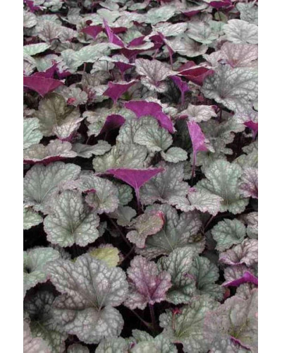 Гейхера гібридна Регіна | Heuchera hybrida Regina | Гейхера гибридная Регина