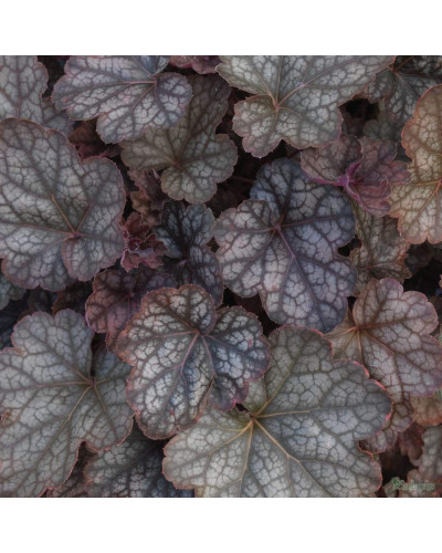 Гейхера гібридна Регіна | Heuchera hybrida Regina | Гейхера гибридная Регина