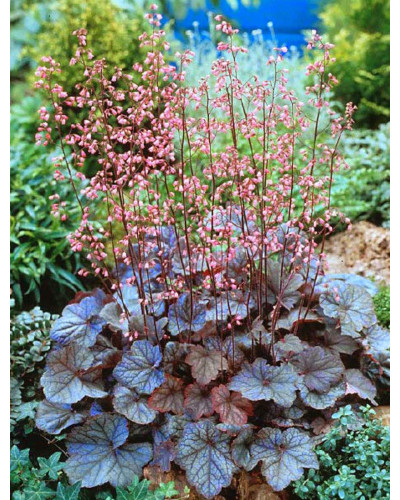 Гейхера гібридна Регіна | Heuchera hybrida Regina | Гейхера гибридная Регина