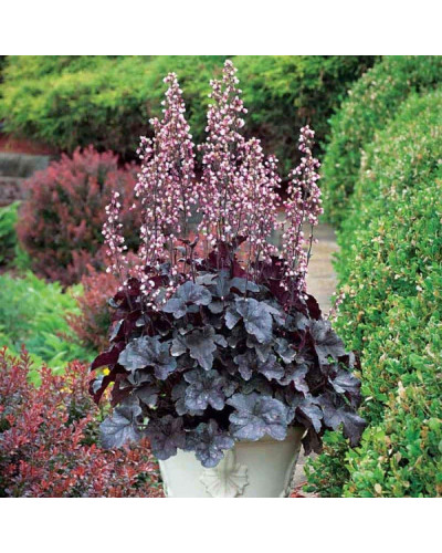 Гейхера гібридна Регіна | Heuchera hybrida Regina | Гейхера гибридная Регина