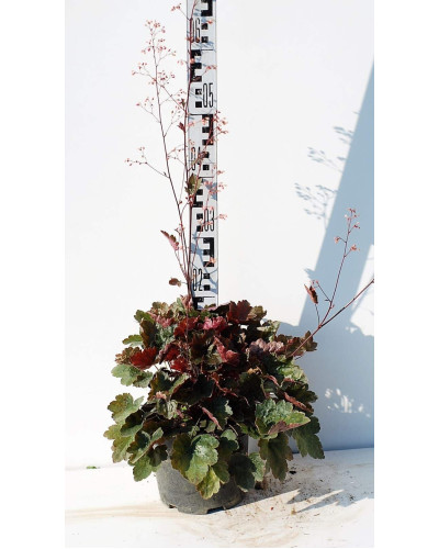 Гейхера гібридна Регіна | Heuchera hybrida Regina | Гейхера гибридная Регина