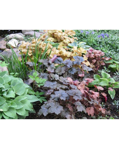 Гейхера гібридна Регіна | Heuchera hybrida Regina | Гейхера гибридная Регина